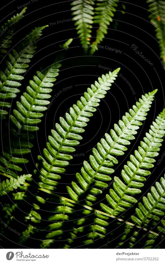 Fern in the forest Shallow depth of field Back-light Sunbeam Sunlight Light (Natural Phenomenon) Reflection Silhouette Contrast Shadow Day Copy Space middle