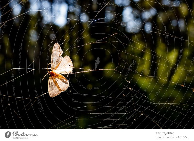 Trapped in the net and doomed to die Shallow depth of field Back-light Sunbeam Sunlight Light (Natural Phenomenon) Reflection Silhouette Contrast Shadow Day