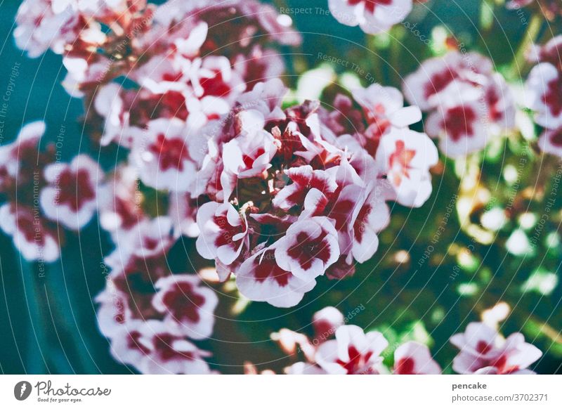 sunny afternoon bleed flowers Close-up Summer Garden Pink Retro Colours Geraniums Sunlight