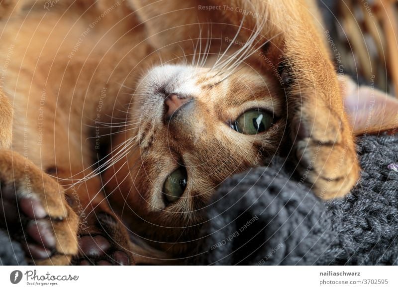 Lusia Cat Lifestyle Animal face Baby animal Looking Peaceful Joy Soft Brown Forward Flash photo Colour photo Wait Curiosity Close-up observer Observe Brash