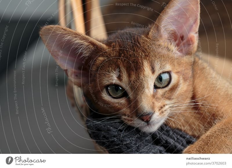 Lusia Cat Kitten Animal portrait Funny Cute Cuteness Pot Crockery Domestic cat Studio shot Studio lighting Red Red-haired Abyssinian Abyssinian cat already