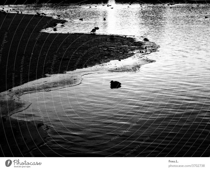 The water birds were calmly bobbing on the winterly lake. Frozen Water Alster coot ducks chill Ice River