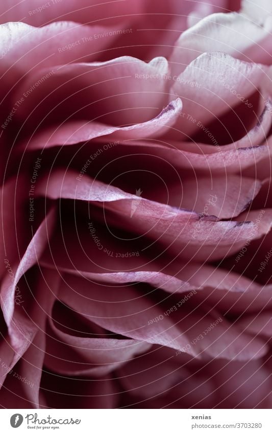 Macro photograph: Pink bracts of a peony bleed Blossom leave Peony spring Plant Nature already Blossoming Detail macro photography Romance Moody Elegant