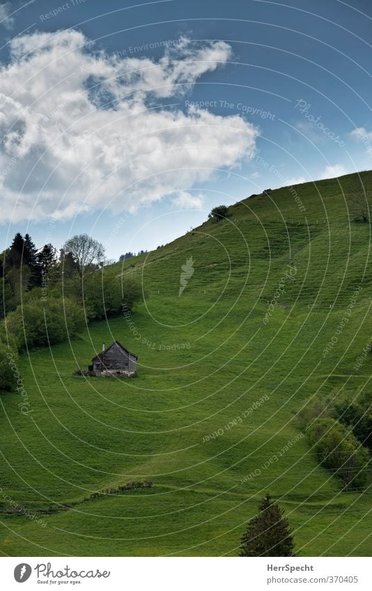 Schwyzer Hügli with Hüsli Vacation & Travel Summer vacation Nature Landscape Sky Clouds Beautiful weather Tree Grass Meadow Hill Alps Switzerland Deserted