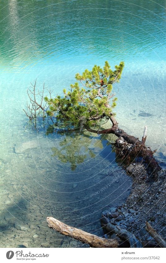 tree in the lake Lake Tree Spring Dolomites Mountain lake coniferous