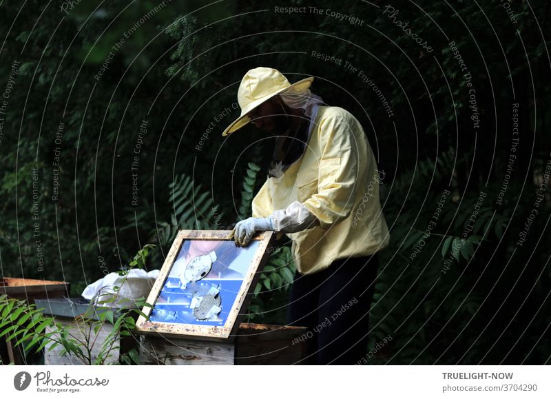 A young beekeeper in yellow sweater, yellow special hat and gloves to protect against bee stings, while inspecting his hives and the honeycombs against the dark plant background in nature