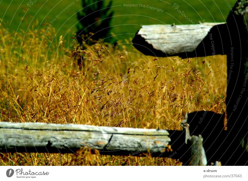 grass Grass Fence Autumn Alpine pasture Wood Mountain