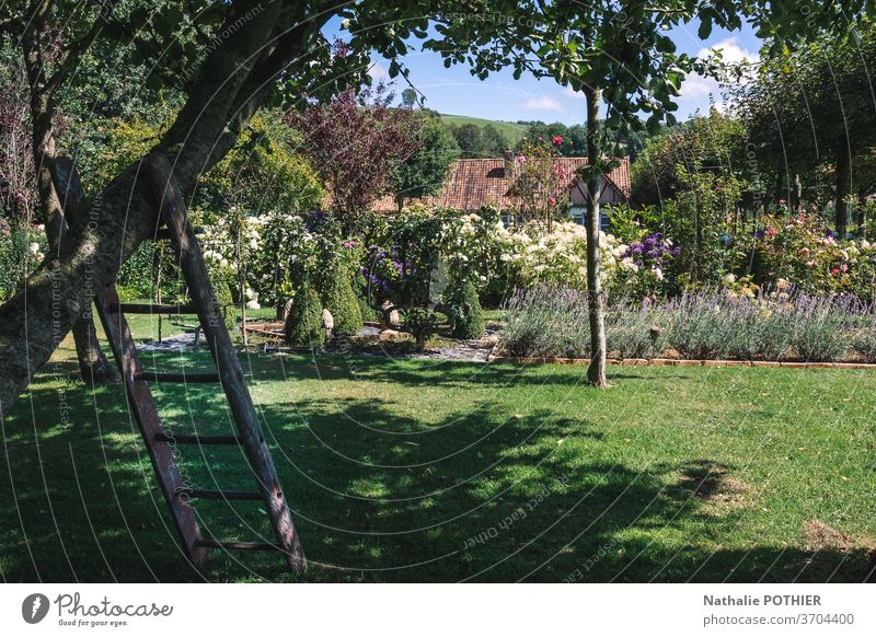 Old wooden ladder in the orchard in summer old gardening rural tranquil aged tree outdoor harvest farm country Exterior shot Nature Harvest Garden Seasons Farm