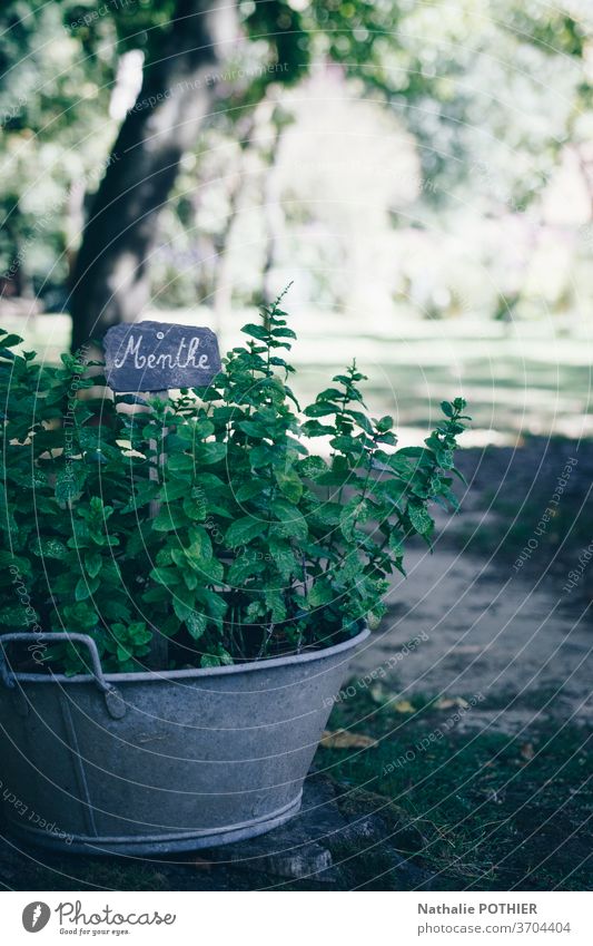 Mint foot planted in old basin with label mint mint foot planting aromatherapy pot antique earth aromatic garden fresh flavor herbal culinary cooking ingredient