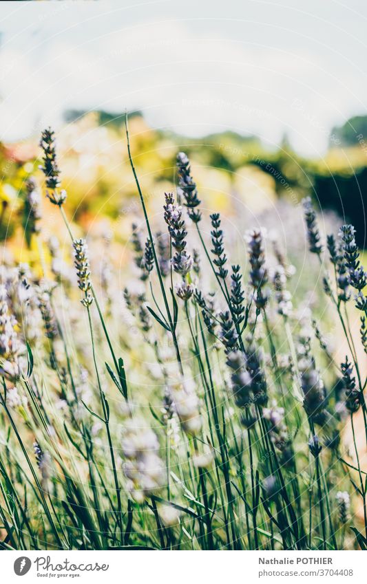 Landscape with lavender in summer and blur background landscape purple closeup flower europe provence outside plant vivid therapy colourful vibrant bloom