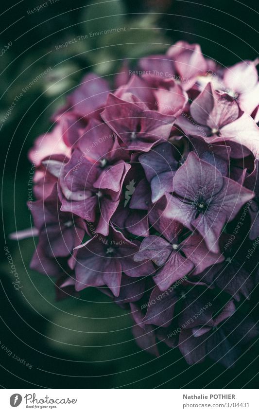 Pink and purple hidrangea in garden in summer hydrangea flower flowers petals colorful flowering leaves close-up hortensia vibrant details plants vivid season