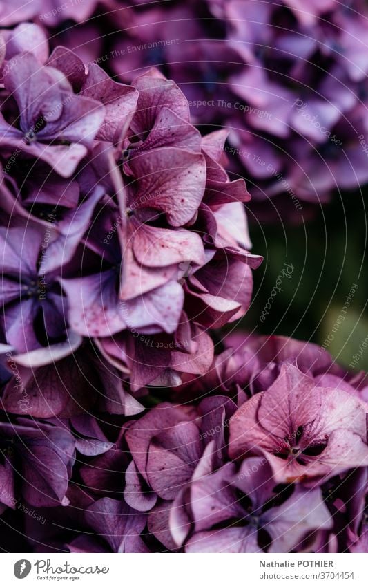 Pink and purple hidrangea in garden in summer hydrangea flower flowers petals colorful flowering leaves close-up hortensia vibrant details plants vivid season