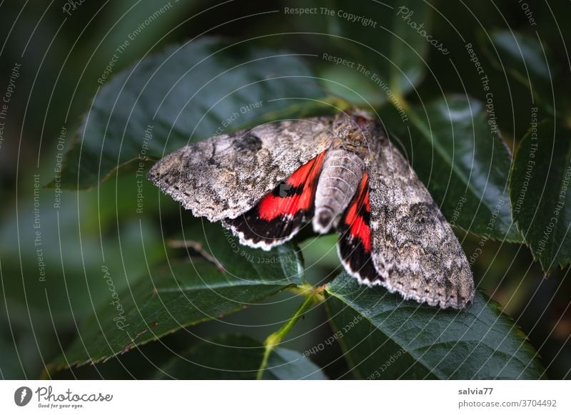 Moth shows red Butterfly Red Ribbon moths Insect Catocula nupta Nature Pattern deterrent Contrast Grand piano Animal Macro (Extreme close-up) Animal portrait