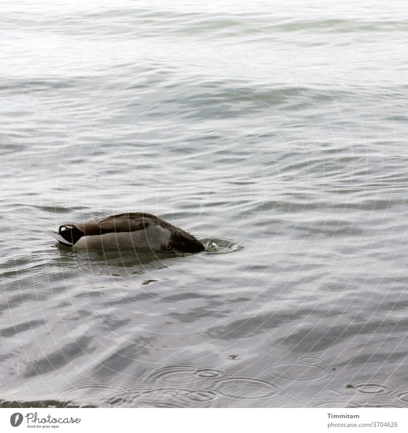 Headless goose Canadian goose waterfowl Lake Constance be afloat Water Waves birds Animal Exterior shot Float in the water Nature Dive