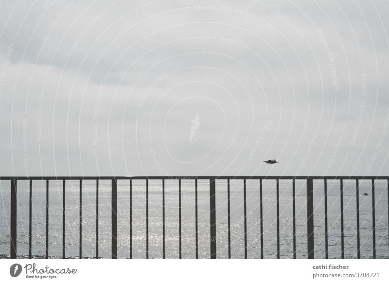 pelican Copy Space Monochrome Blue Gray Horizon Ocean Exterior shot birds Deserted Sky Flying Wild animal Animal Freedom Air Dreary Environment Colour photo