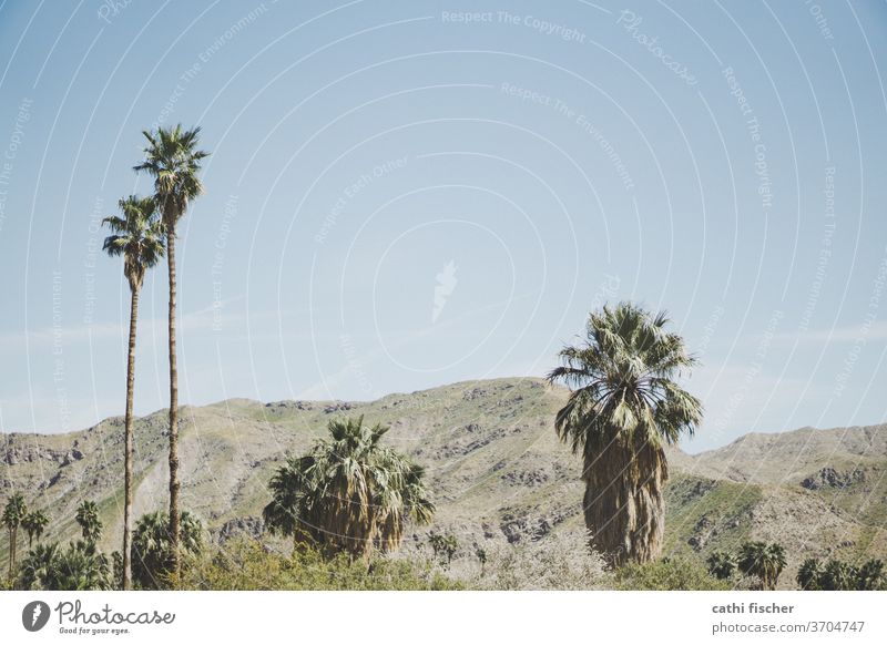 Palm Springs Palm tree mountains Hot Vacation & Travel Colour photo Exterior shot Deserted Sky Landscape Beautiful weather Nature Environment Copy Space top