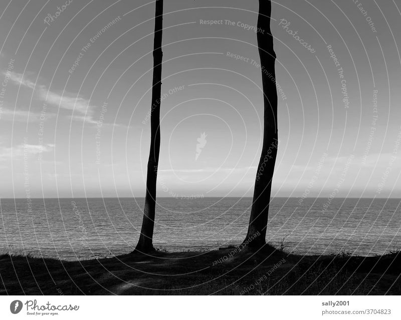 View of the Baltic Sea... tree Ocean Horizon Vista Black & white photo Beautiful weather Tree trunk 2 Warped Idyll idyllically Coast Landscape Exterior shot Sky