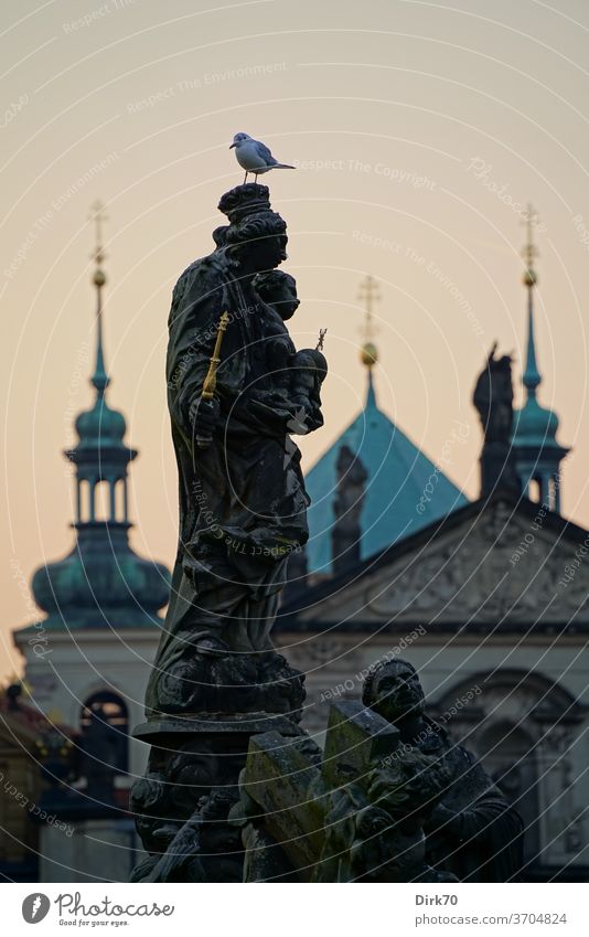 Statue on the Charles Bridge in Prague bridge Sculpture king emperor Seagull Black-headed gull Headwear Church Shallow depth of field Czech Republic Town