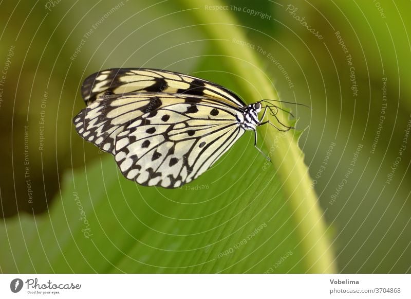 white nymph White tree nymph Butterfly butterflies Insect idea leuconoe Noble butterfly Animal Close-up macro animal portrait