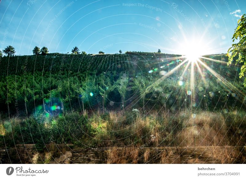 awakening in wine Nature Contrast Bright Hope Light Environment Gorgeous Dream romantic Romance Vineyard Mountain Sunbeam Landscape Summer Back-light Sunlight