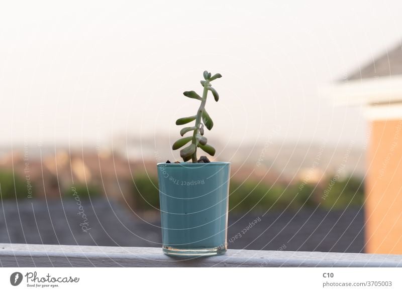 Green plant in a glass flower pot background beautiful botany bright closeup colorful decoration floral fresh garden gardening green growth houseplant isolated