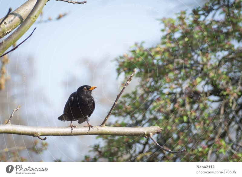 natural alarm clock Environment Nature Air Sky Tree Garden Park Forest Animal Bird Wing 1 Sit Moody Joy Happiness Contentment Joie de vivre (Vitality)