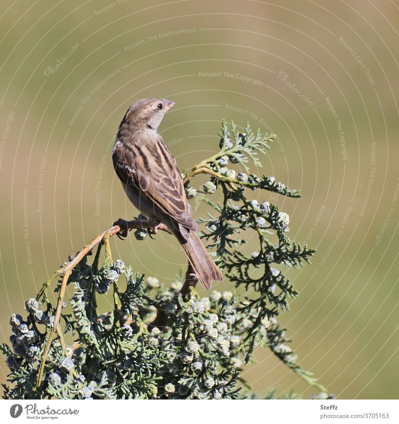 House sparrow looks around Sparrow female Songbirds Bird female bird passer domesticus Passerine bird songbird birdwatching Wild bird vigilantly Observe