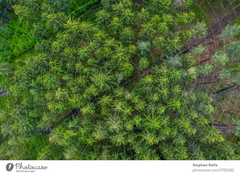 Birds eye view from the drone to a empty road through the forest with high trees. aerial background beautiful diagonal green nature path flight landscape lane