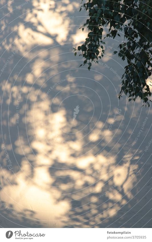 Shadow play of a birch tree on a white house wall Dark side Silhouette Shadowy existence Light Birch tree Visual spectacle Shaft of light Flare