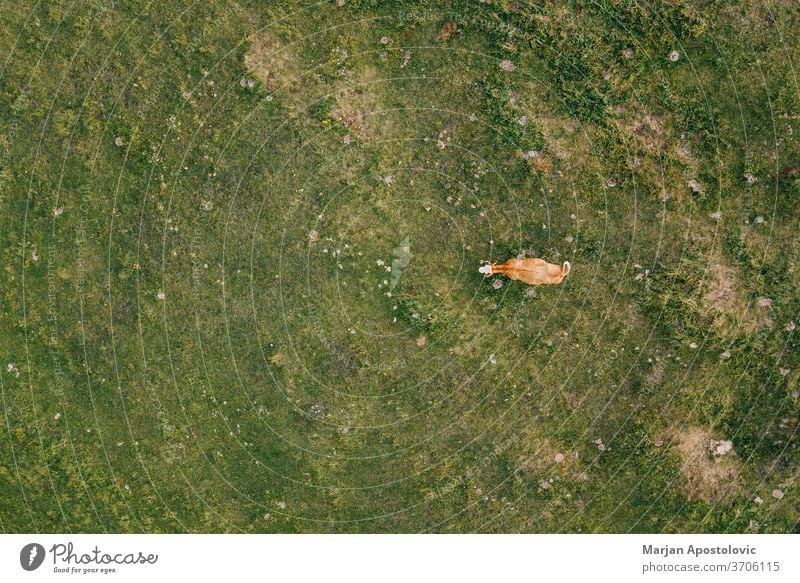 Aerial view of a cow in the field in sunset light above aerial agricultural alone angus animal background beautiful beef brown cattle country countryside