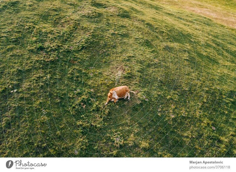 Aerial view of a cow in the field in sunset light above aerial agricultural alone angus animal background beautiful beef brown cattle country countryside