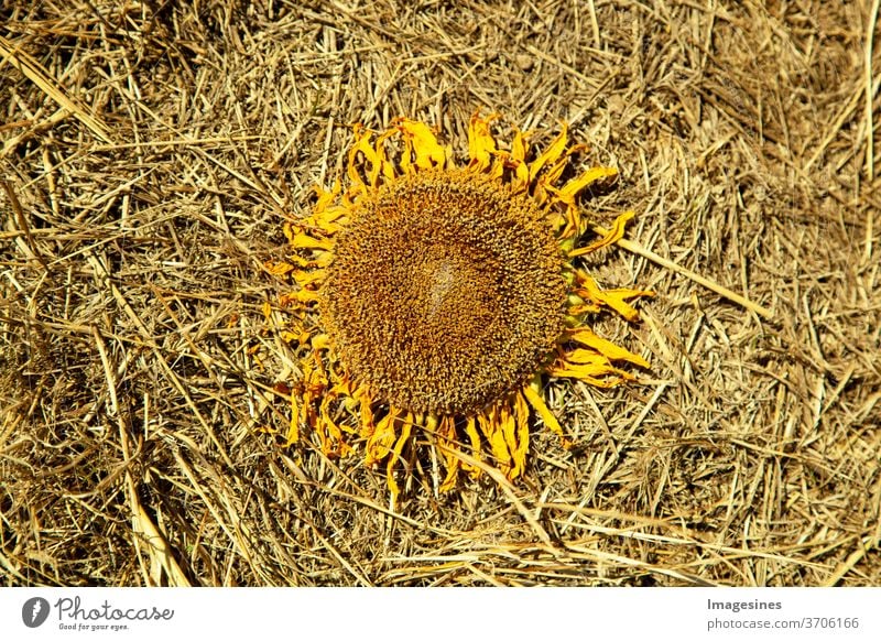 wilted dried sunflower in straw, on a straw bed of the field. no people Sunflower agricultural field Nature Agriculture rural scene flowers Growth Landscape