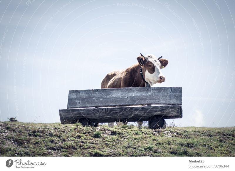 A cow makes moo pitztal Summer vacation chill Alps Landscape Nature Mountain Meadow Idyll Hiking natural Beautiful weather