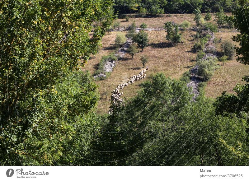 A shepherd drives a flock of sheep from one pasture to another alpine altitude animal asia background beautiful clouds dust farmer grass green heat landscape