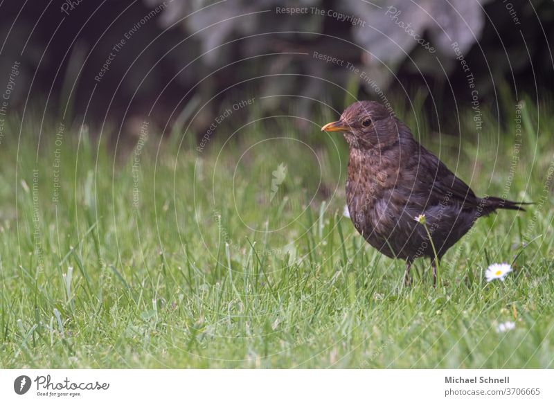 Female blackbird on a meadow Blackbird female blackbird Throstle Meadow birds Nature Animal Exterior shot Colour photo Deserted Garden Day Environment