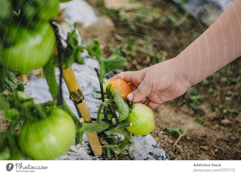 Anonymous kid taking care of tomato plants in garden vegetable green harvest summer boy tie pick hands organic agriculture farm natural cultivate food agronomy