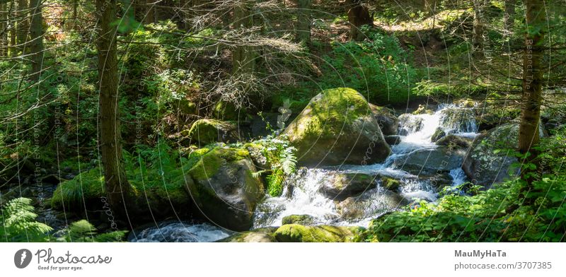 Mountain river next to a path in the forest nature Colour photo Landscape Tree water Exterior shot Day Green summer season Plant Shadow