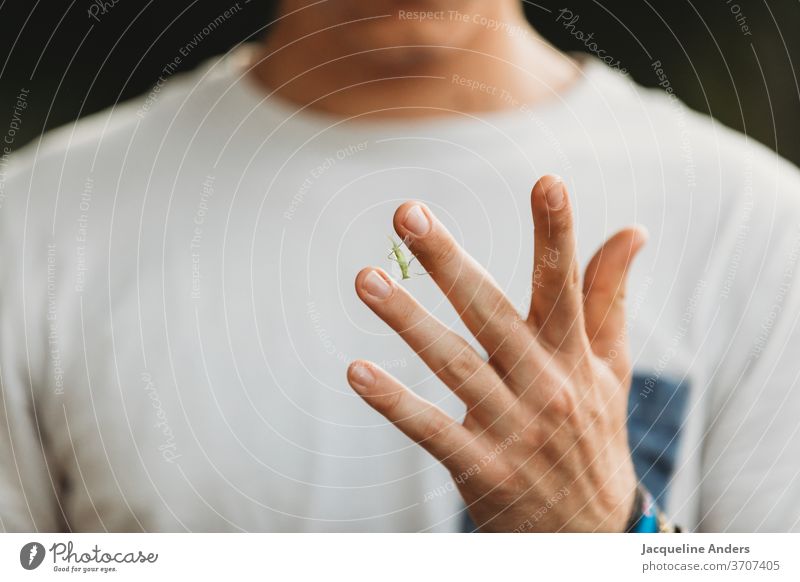 Close-up of a hand with grasshopper Hand Locust Insect Green Nature Animal Colour photo Small Summer Exterior shot Man Boy (child) Shallow depth of field Detail