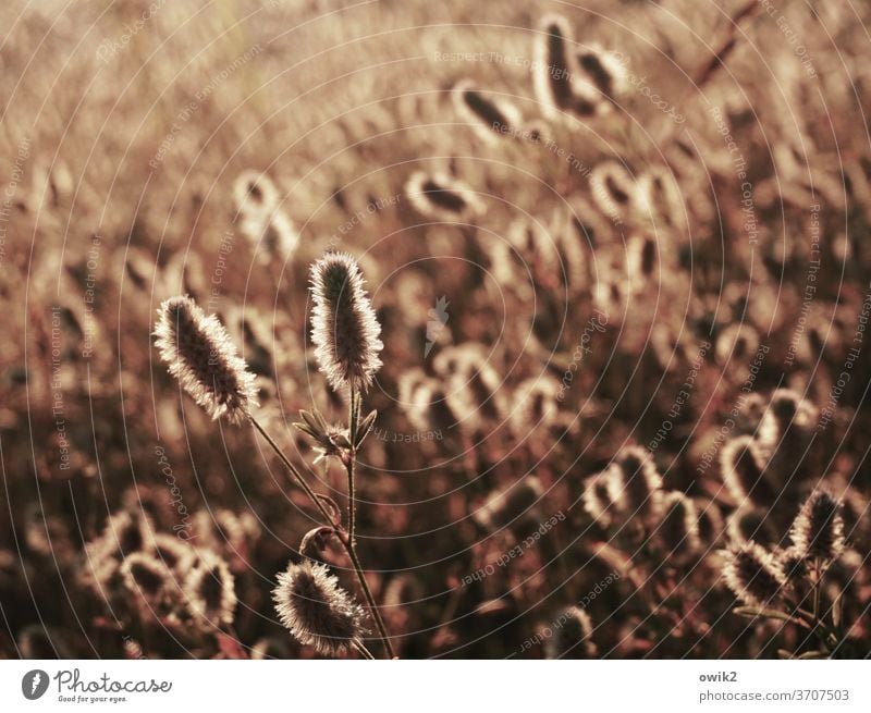 What's up Nature Plant bushes Calm Idyll Mysterious Colour photo Exterior shot Deserted Copy Space left Copy Space right Copy Space bottom Near Small Twig bleed