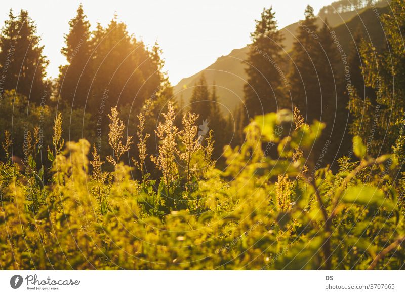 Green grass with magic light and beauty of nature at sunset Agricultural Field Photos backgrounds photos beauty in nature photos beauty photos