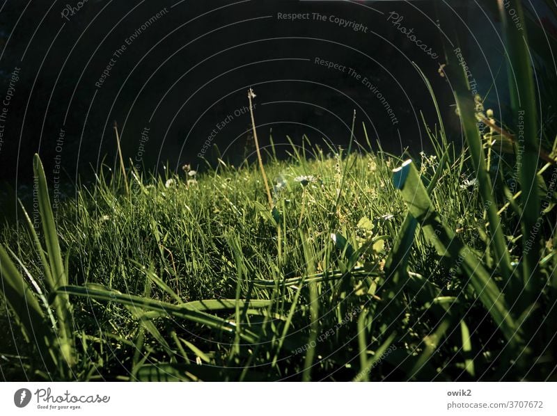 gegend Meadow Grass Day Landscape Beautiful weather Detail Environment Deserted spring green Exterior shot Copy Space top Fresh Nature Sunlight Plant Idyll