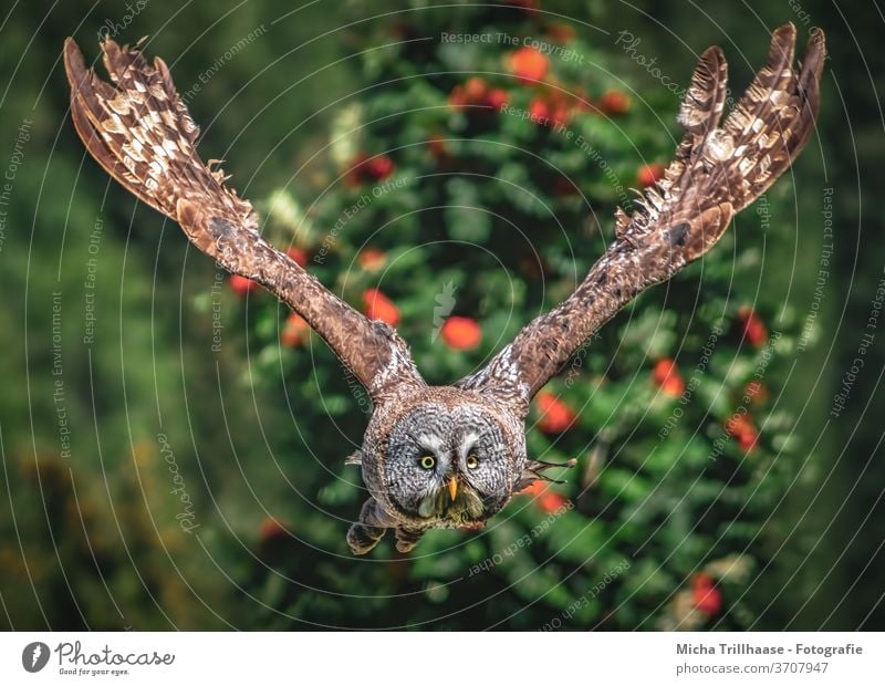 Flying bearded owl Great grey owl strix nebulosa Strix Owls birds Bird of prey Wild bird flight Head Face peer Beak Grand piano feathers plumage Wing span