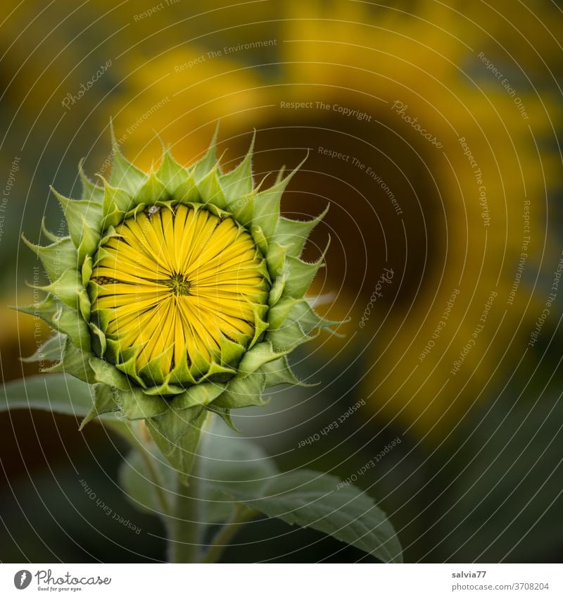 sunny prospects Nature Sunflower bleed flower bud flowers Yellow Plant Garden Macro (Extreme close-up) Agricultural crop Summer already Colour photo Symmetry