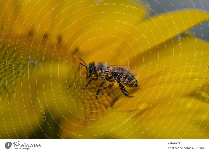 surprised by the rain the bee sits on the sunflower Nature Sunflower Bee Summer Yellow Macro (Extreme close-up) Insect bleed flowers Pollen Plant Nectar Garden