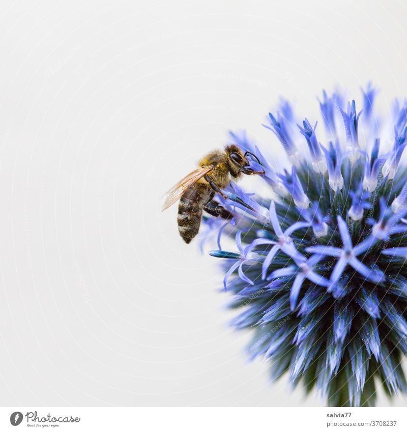 blue ball with bee flowers Bee Honey bee globe thistle Blue Nature Macro (Extreme close-up) bleed Summer Nectar Insect Plant Garden Fragrance Blossoming