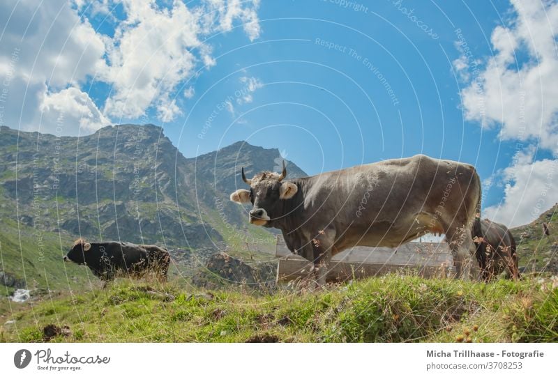 Grazing cows in the Alps Kaunertal Austria Tyrol Willow tree graze Head Looking horns Farm animals Grass Meadow mountains valleys Sky Clouds Sun sunshine Nature