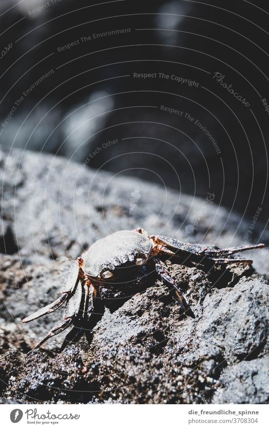 Crab on rock Shrimp Cancer Stone Animal Colour photo Exterior shot Ocean Nature Close-up Day Beach Shellfish Animal portrait Coast Sand Crawl Deserted Claw