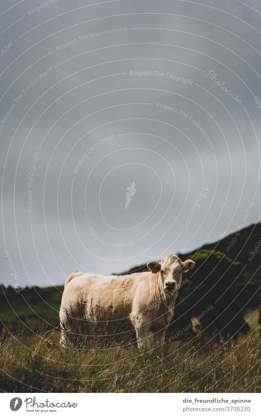 Cow in the meadow chill Cattle Animal Willow tree Agriculture Mammal Meadow Grass Looking Nature Exterior shot Pelt White Sky wieseberge Gray Weather Landscape