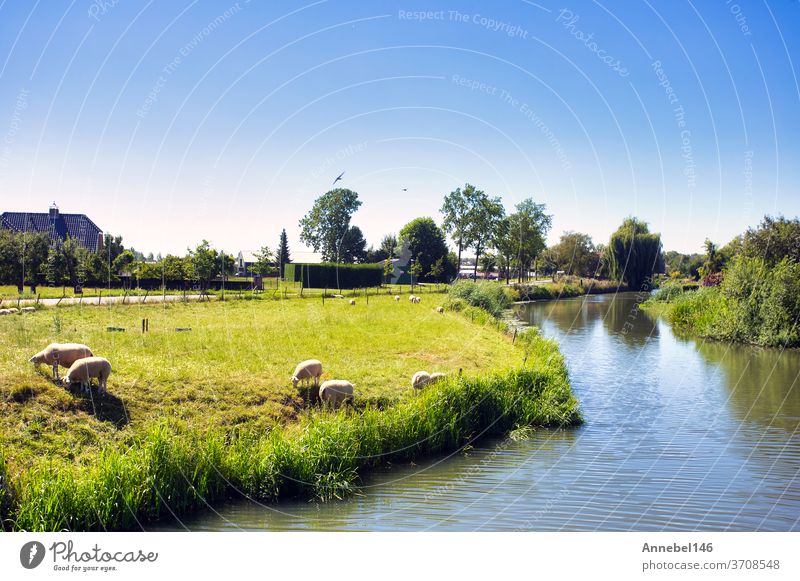 Beautiful green summer landscape in the Netherlands with sheep grazing and a calm stream, netherlands holland countryside pasture field agriculture rural meadow