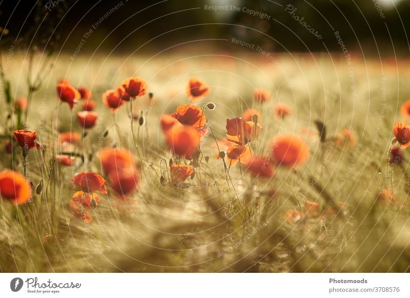 Poppies at sunset poppy flower poppies Field Meadow Grain Sunset Moody Nature Natura Red bleed flowers Poppy blossom Poppy field Wild plant Landscape Sunlight